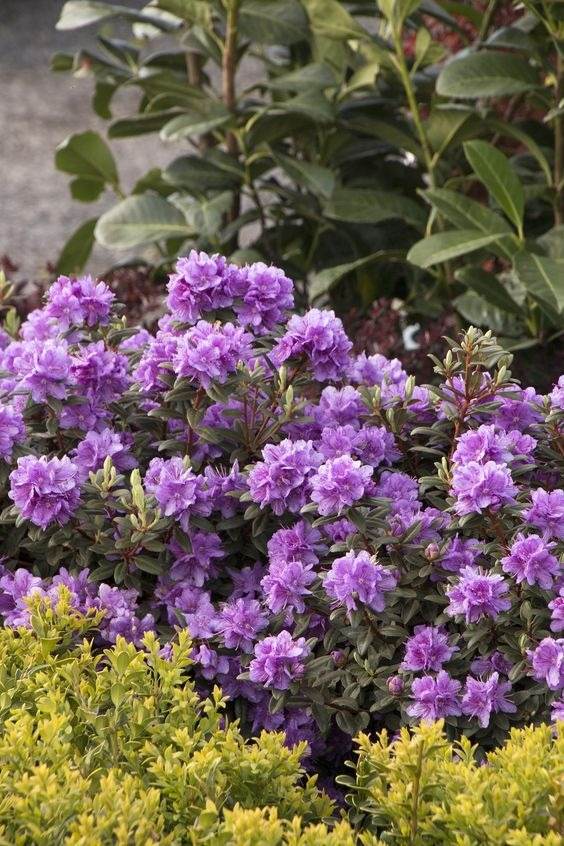 30 Enchanting Landscaping Ideas With Gorgeous Purple Plants - 247