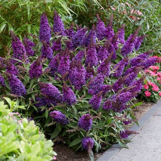 30 Enchanting Landscaping Ideas With Gorgeous Purple Plants - 249
