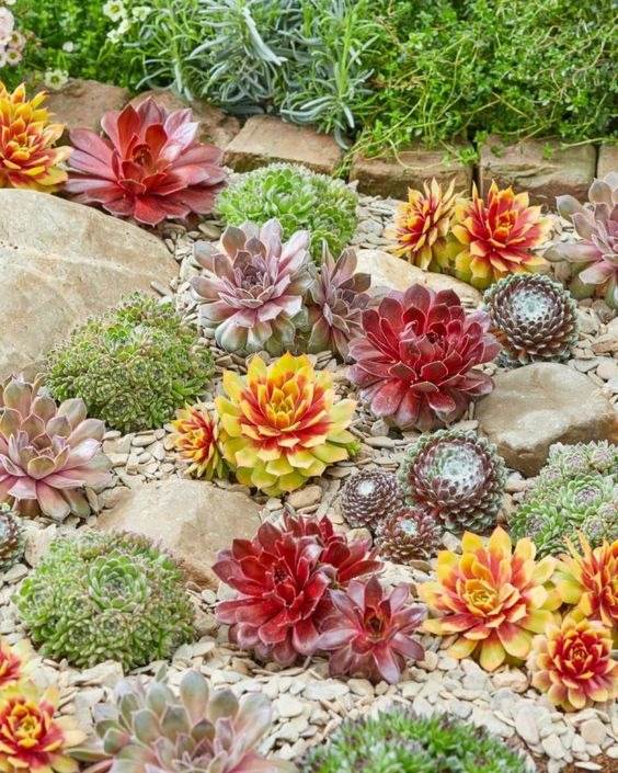 32 Succulent Garden Ideas To Create Enchanting Outdoor Scenes