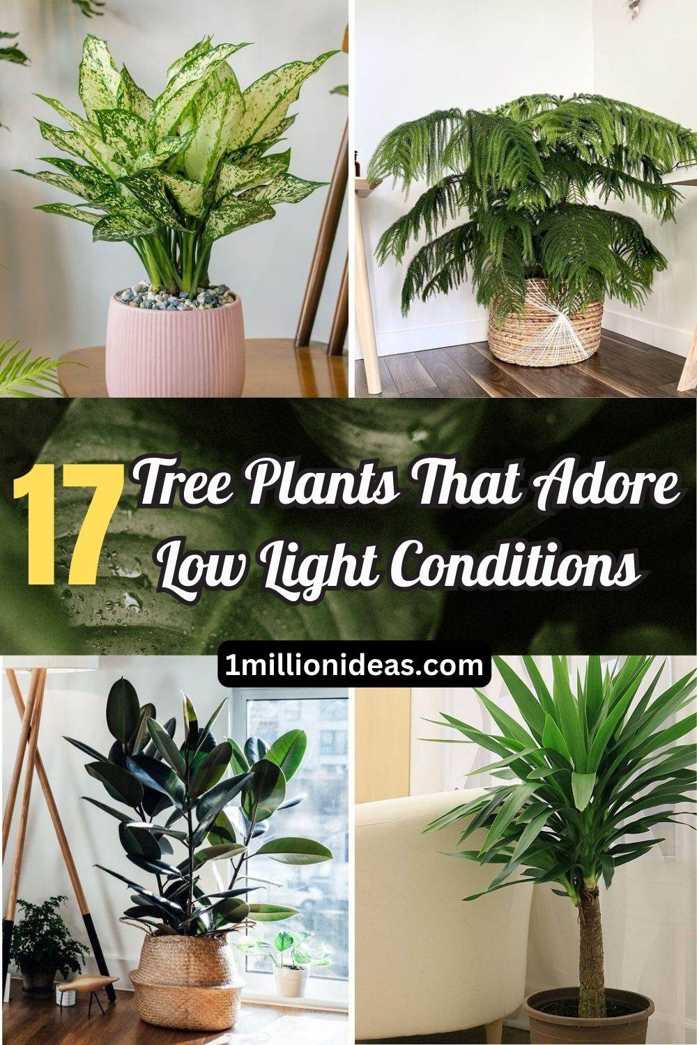 17 Tree Plants That Adore Low Light Conditions