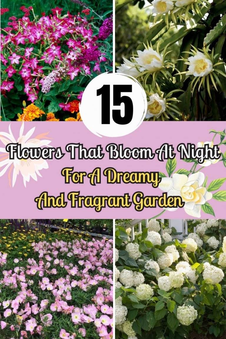 15 Flowers That Bloom At Night For A Dreamy And Fragrant Garden