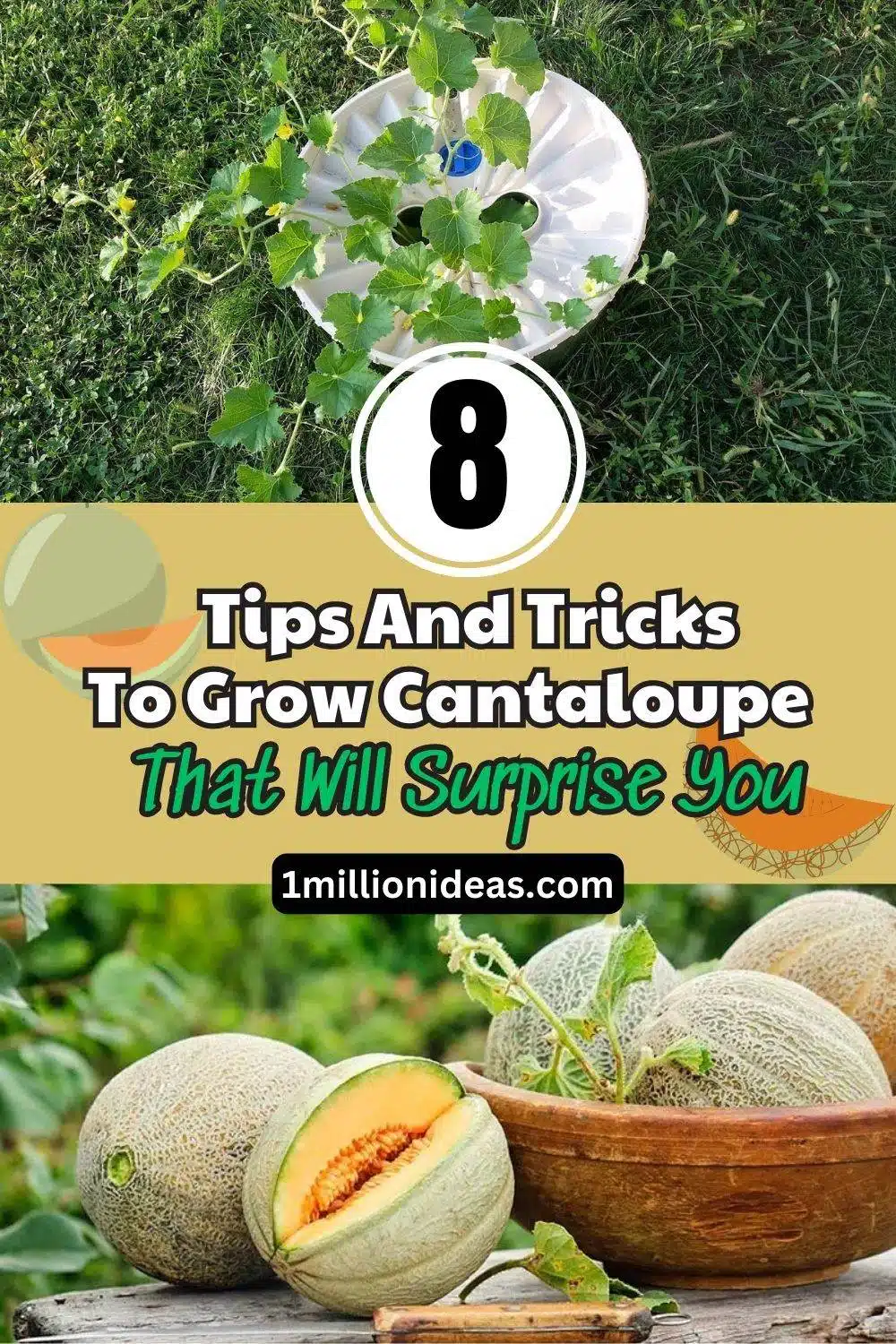 8 Tips And Tricks To Grow Cantaloupe That Will Surprise You - 59