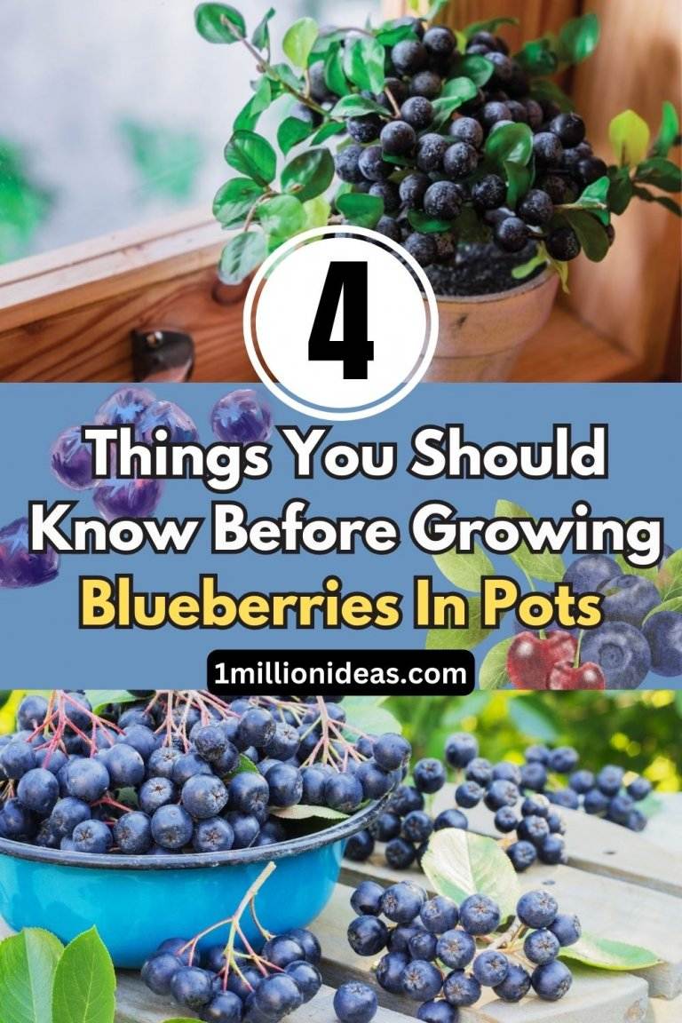 4 Things You Should Know Before Growing Blueberries In Pots