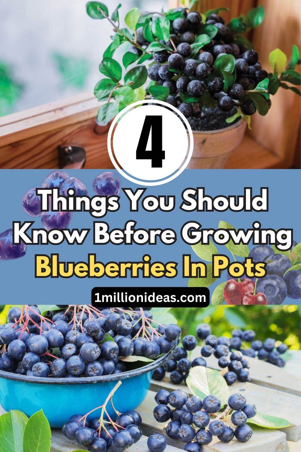 4 Things You Should Know Before Growing Blueberries In Pots - 47