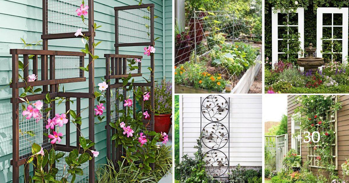 Trellis Ideas To Save Space And Add Charm To Your Garden