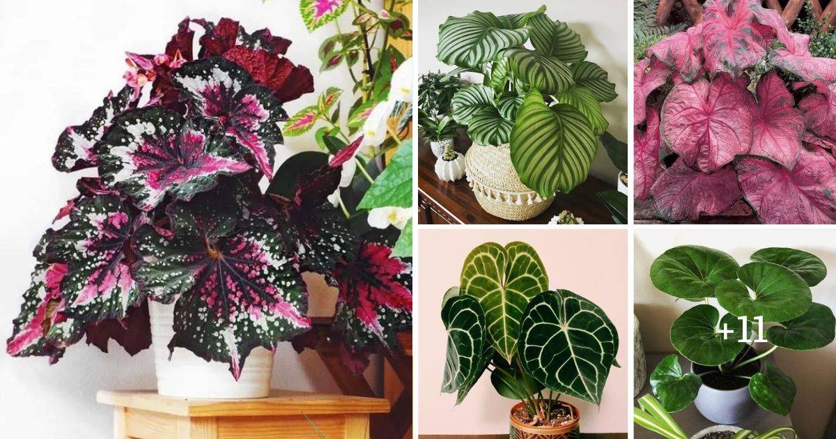 16 Houseplants With Large Leaves That Will Bring The Jungle Into Your Home