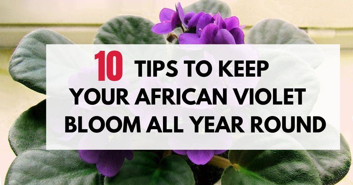 10 Tips To Keep Your African Violet Bloom All Year Round
