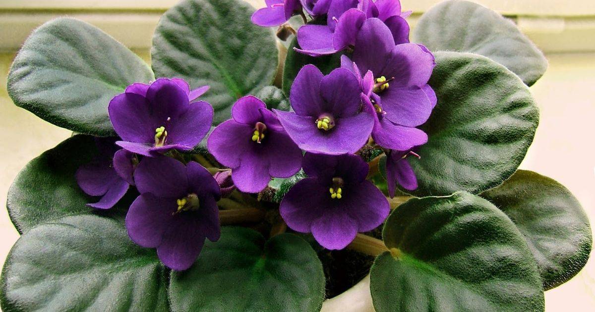 10 Tips To Keep Your African Violet Bloom All Year Round