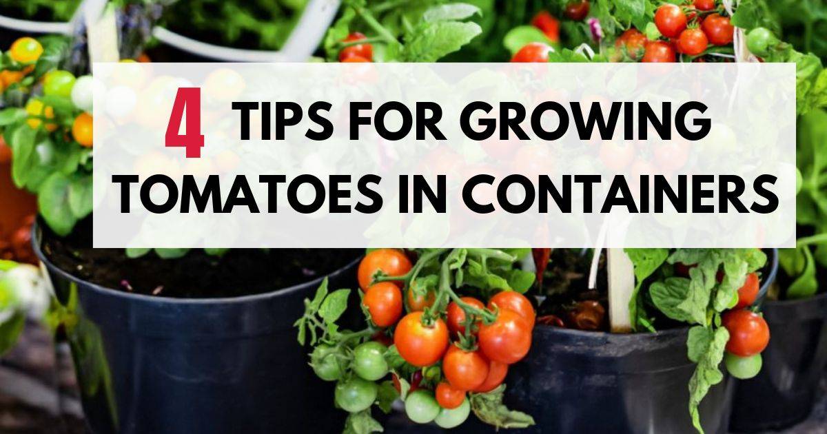 4 Tips For Growing Terrific Tomatoes In Containers 4 Tips For Growing Terrific Tomatoes In Containers