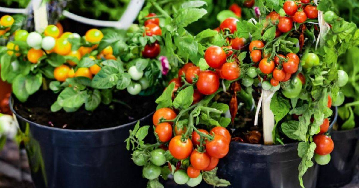 4 Tips For Growing Terrific Tomatoes In Containers