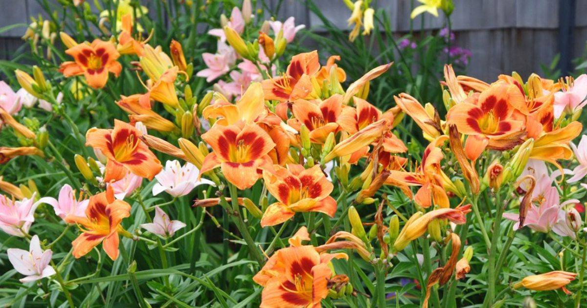 How To Grow Lilies From Seeds A StepbyStep Tutorial