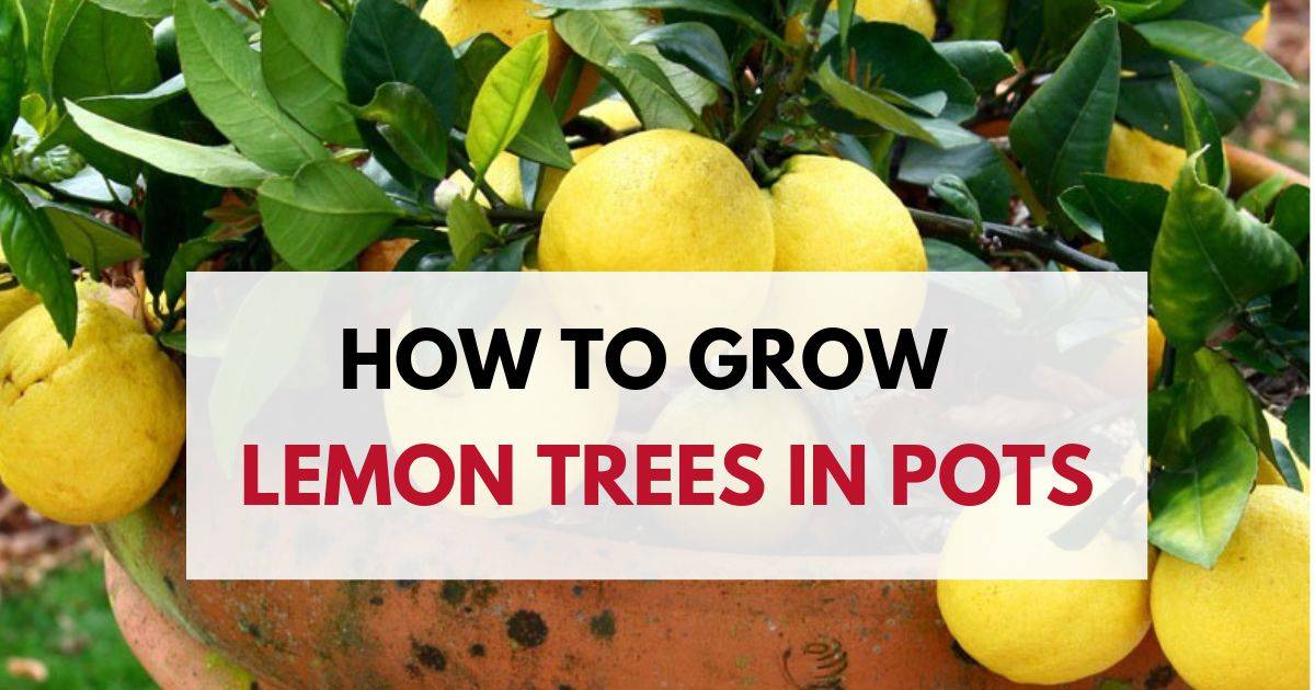 How To Grow Lemon Trees In Pots Planting Care And Harvesting