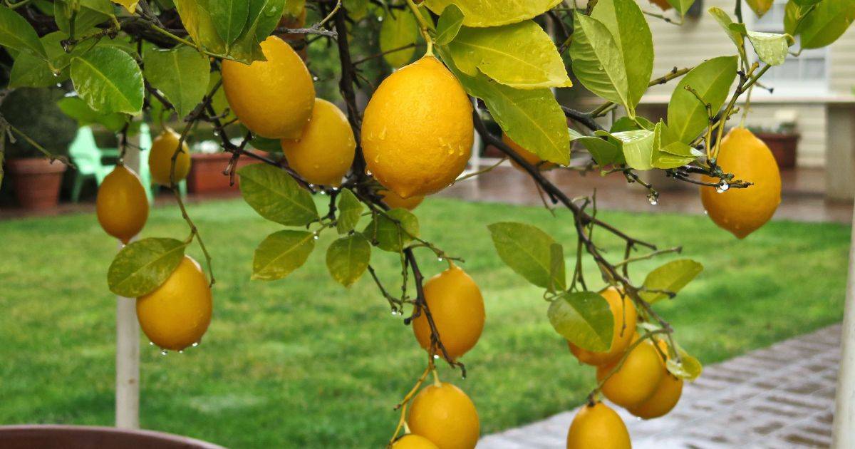 How To Grow Lemon Trees In Pots Planting, Care, And Harvesting