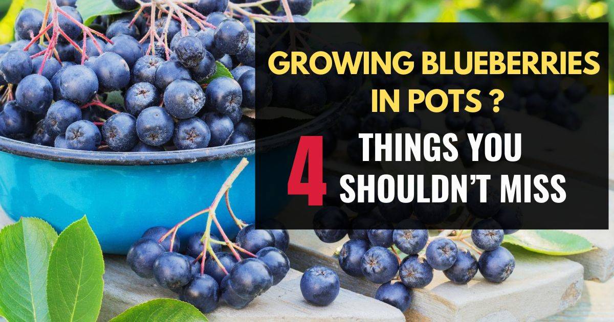 4 Things You Should Know Before Growing Blueberries In Pots