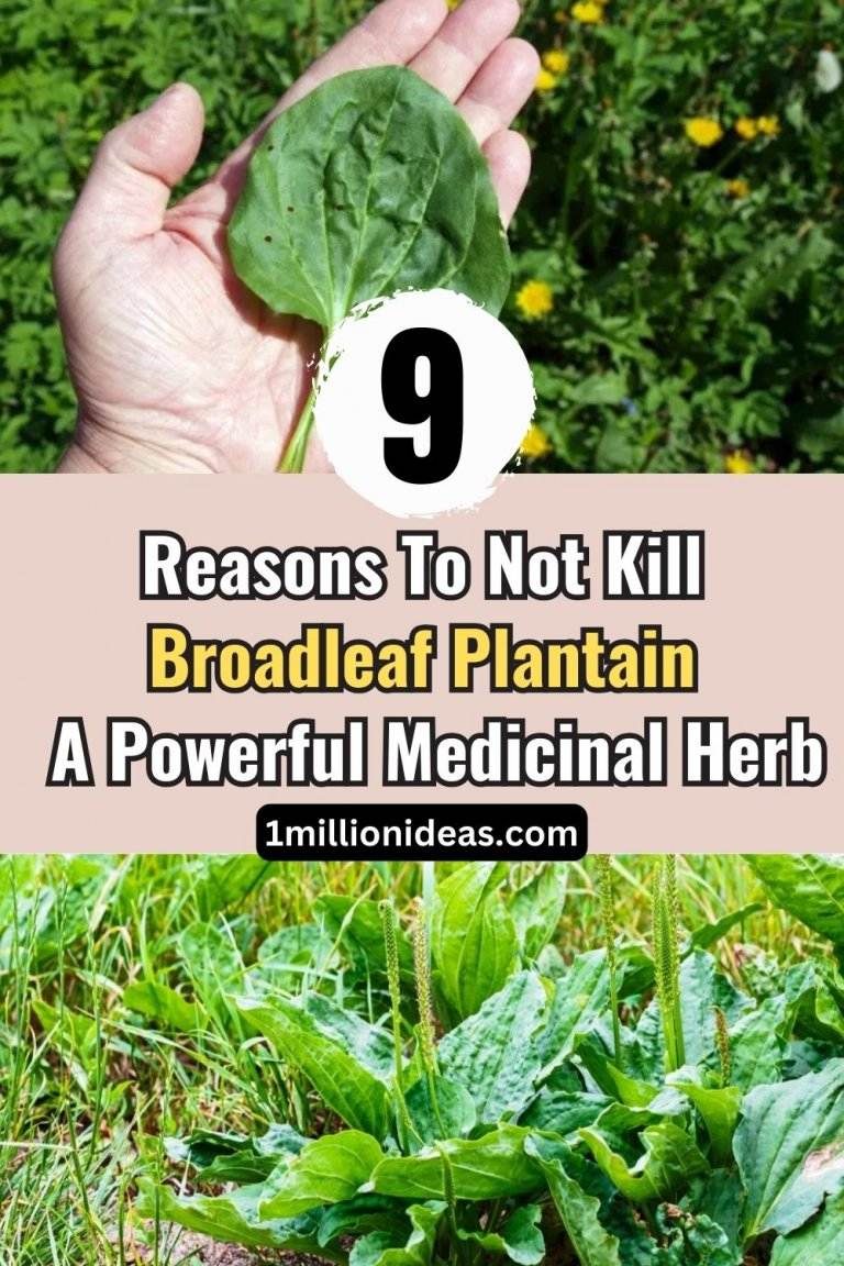 9 Reasons To Not Kill Broadleaf Plantain A Powerful Medicinal Herb