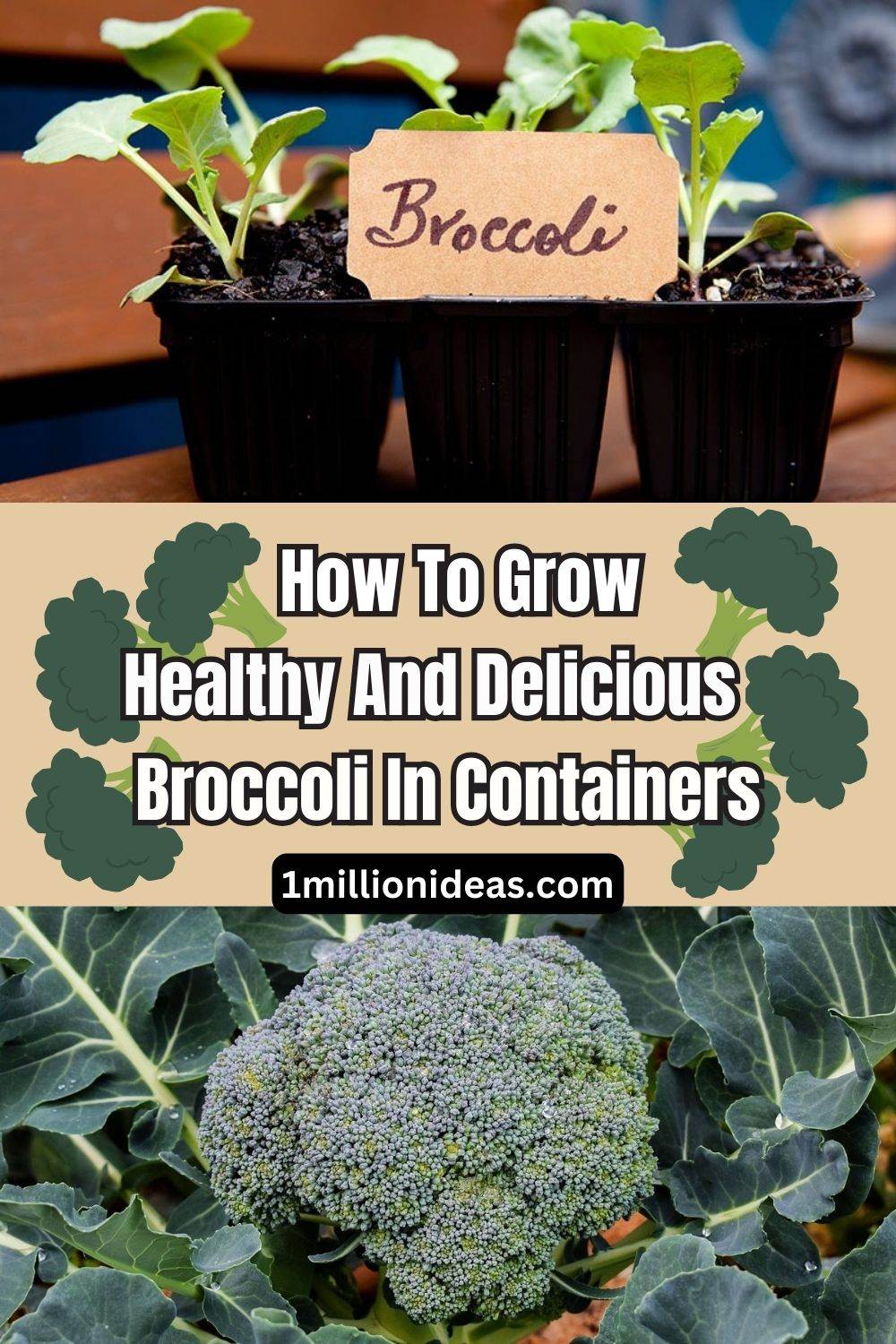 How To Grow Healthy And Delicious Broccoli In Containers - 53