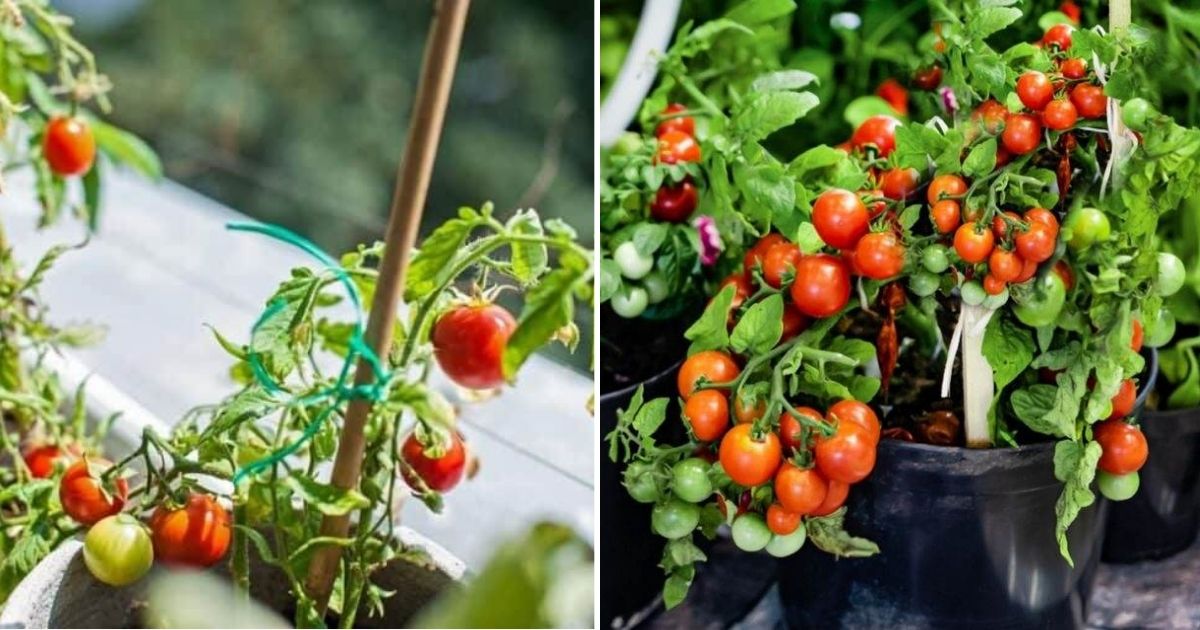 4 Tips For Growing Terrific Tomatoes In Containers