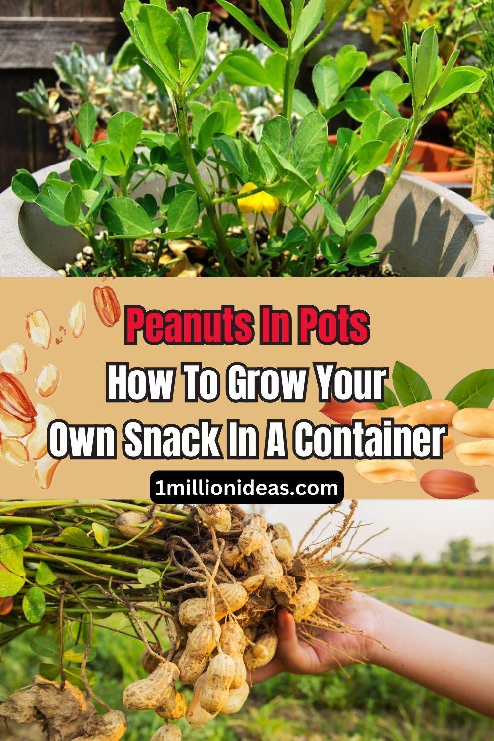 Peanuts In Pots: How To Grow Your Own Snack In A Container - 53