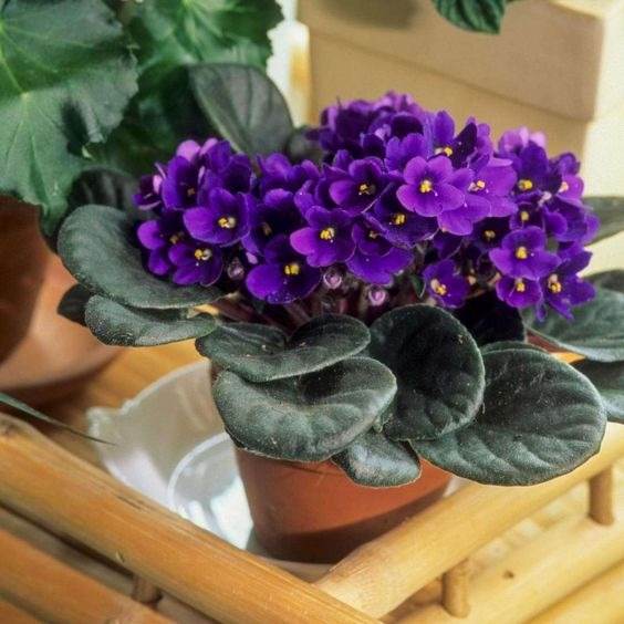 10 tips to make your African violet bloom all year round - 91