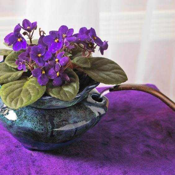 10 tips to make your African violet bloom all year round - 77