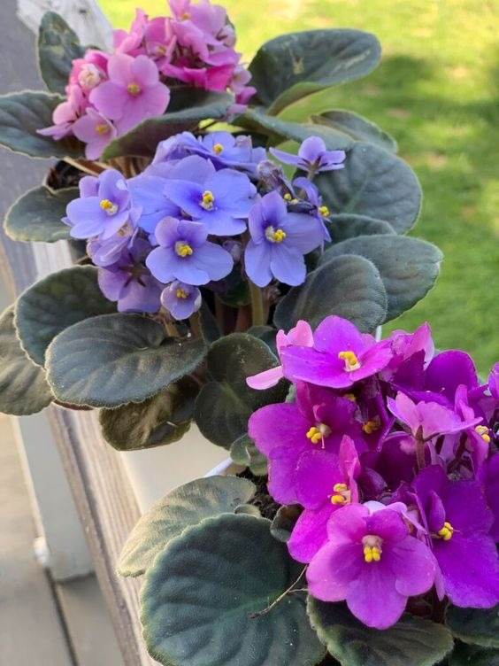 10 tips to make your African violet bloom all year round - 89