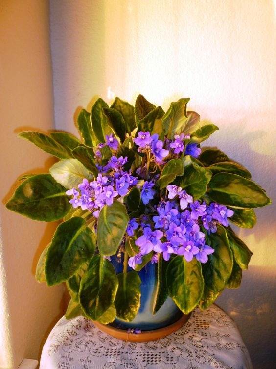 10 tips to make your African violet bloom all year round - 87