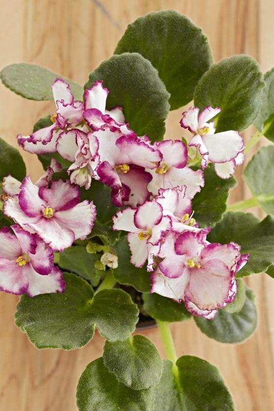 10 tips to make your African violet bloom all year round - 83