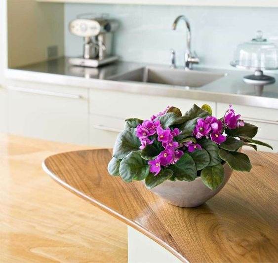 10 tips to make your African violet bloom all year round - 81