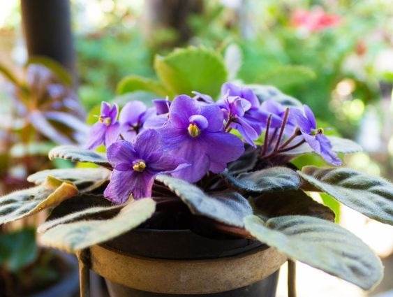 10 tips to make your African violet bloom all year round - 79