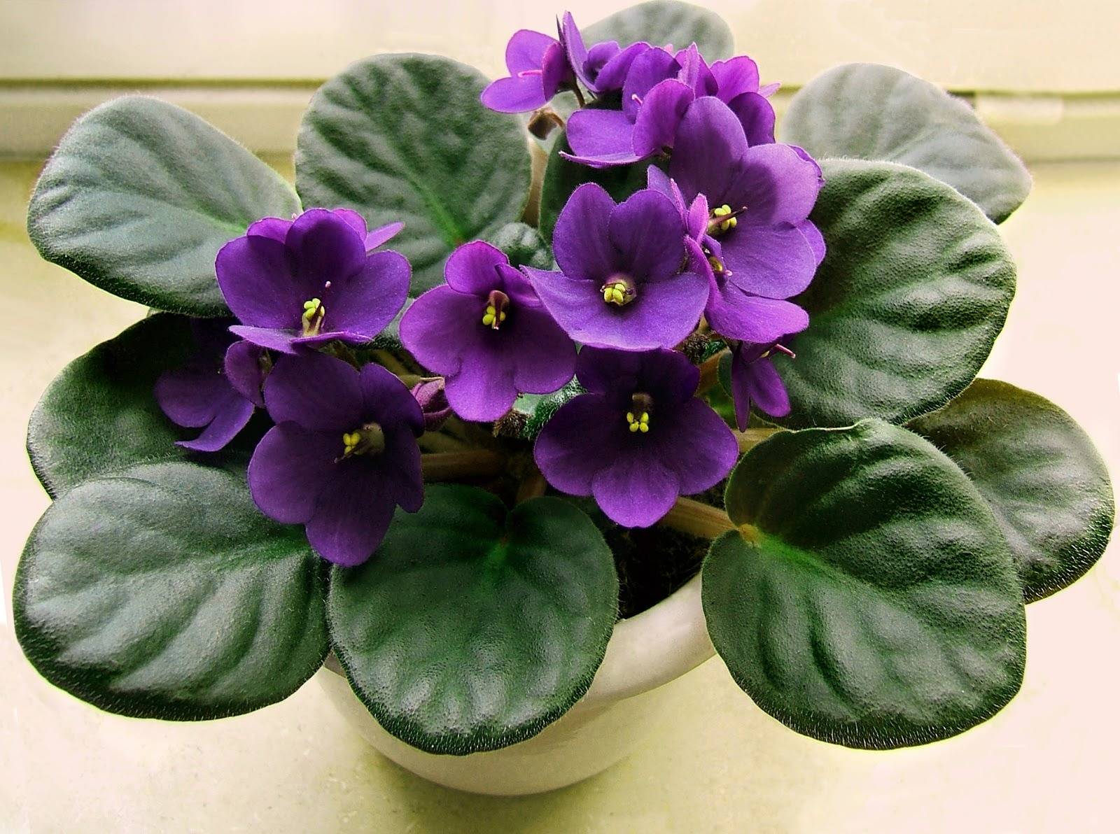 10 tips to make your African violet bloom all year round - 75