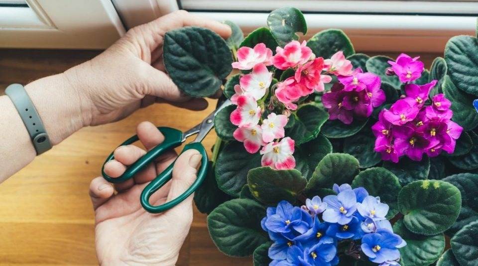 10 tips to make your African violet bloom all year round - 85