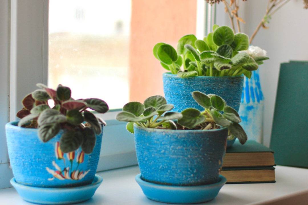 10 tips to make your African violet bloom all year round - 73