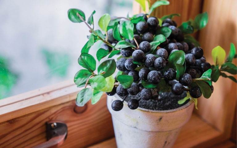 4 Things You Should Know Before Growing Blueberries In Pots - 51