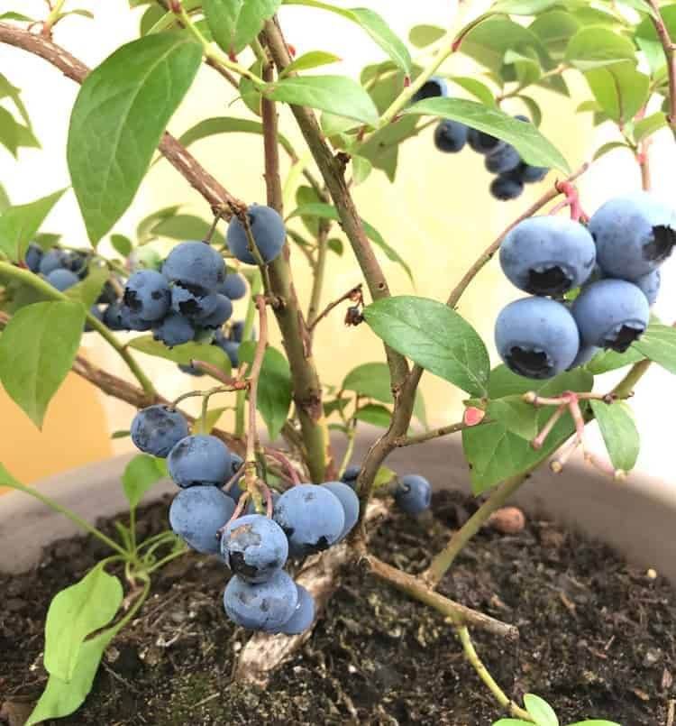 4 Things You Should Know Before Growing Blueberries In Pots - 53