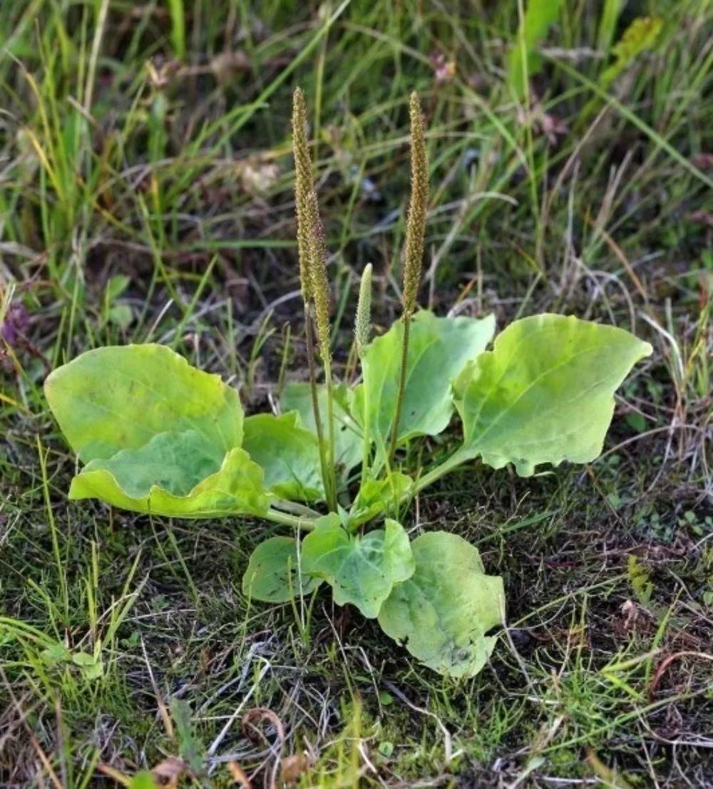 9 Reasons To Not Kill Broadleaf Plantain - A Powerful Medicinal Herb - 103