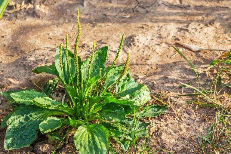 9 motivi per non uccidere la piantaggine a foglia larga - una potente erba medicinale - 105