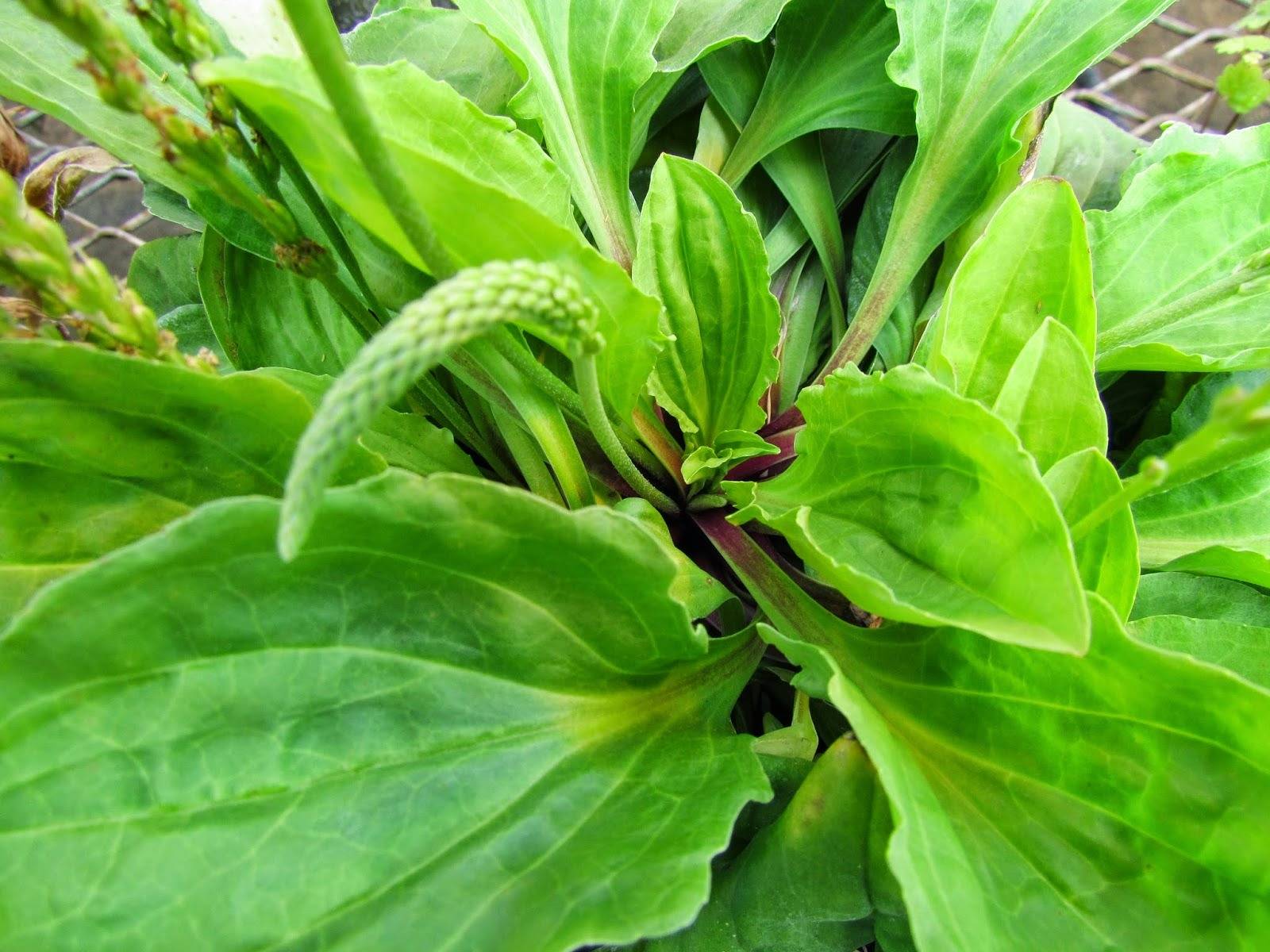 9 Reasons To Not Kill Broadleaf Plantain - A Powerful Medicinal Herb - 107