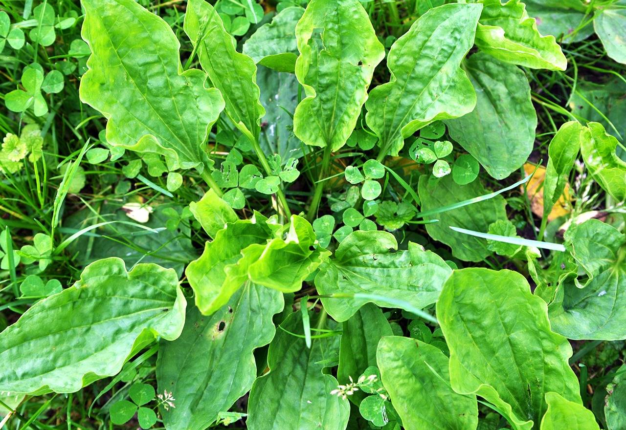 9 Reasons To Not Kill Broadleaf Plantain - A Powerful Medicinal Herb - 109