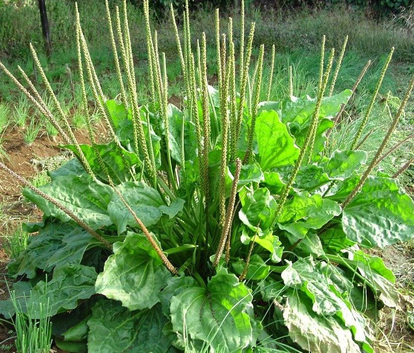 9 Reasons To Not Kill Broadleaf Plantain - A Powerful Medicinal Herb - 111