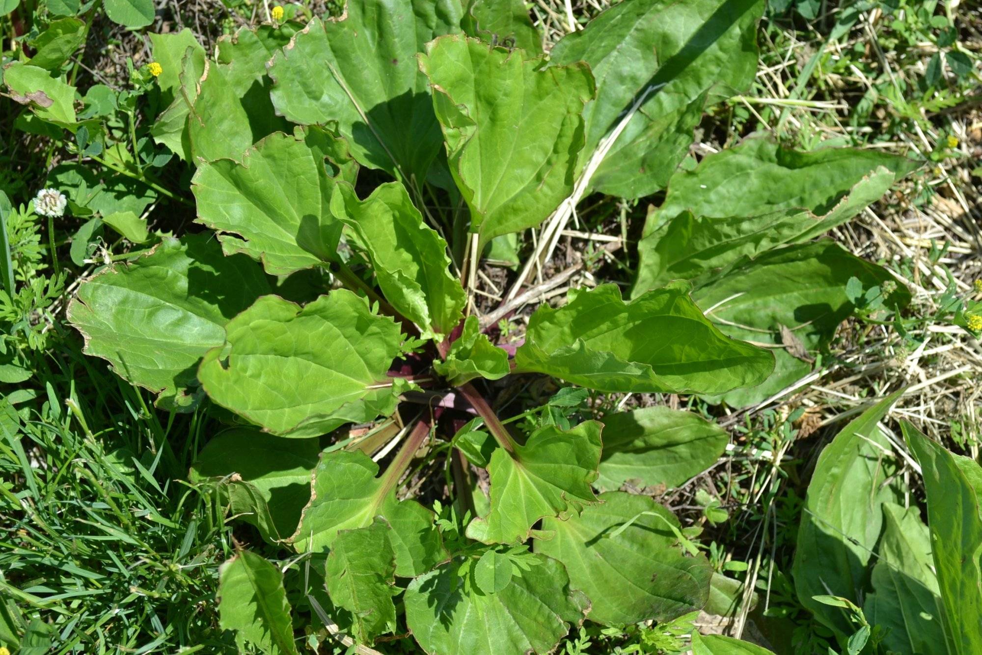 9 Reasons To Not Kill Broadleaf Plantain - A Powerful Medicinal Herb - 115