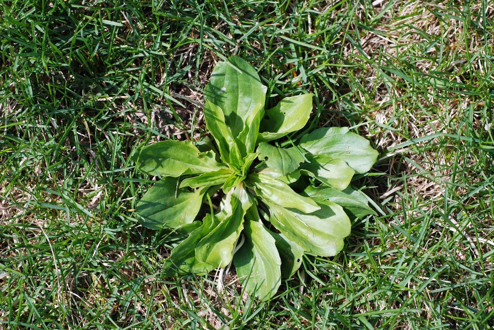 9 motivi per non uccidere la piantaggine a foglia larga - una potente erba medicinale - 117