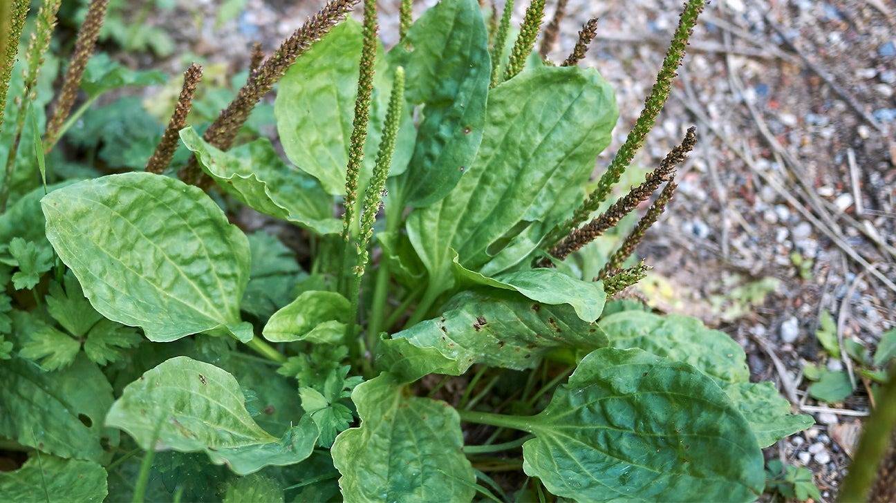 9 Reasons To Not Kill Broadleaf Plantain - A Powerful Medicinal Herb - 119