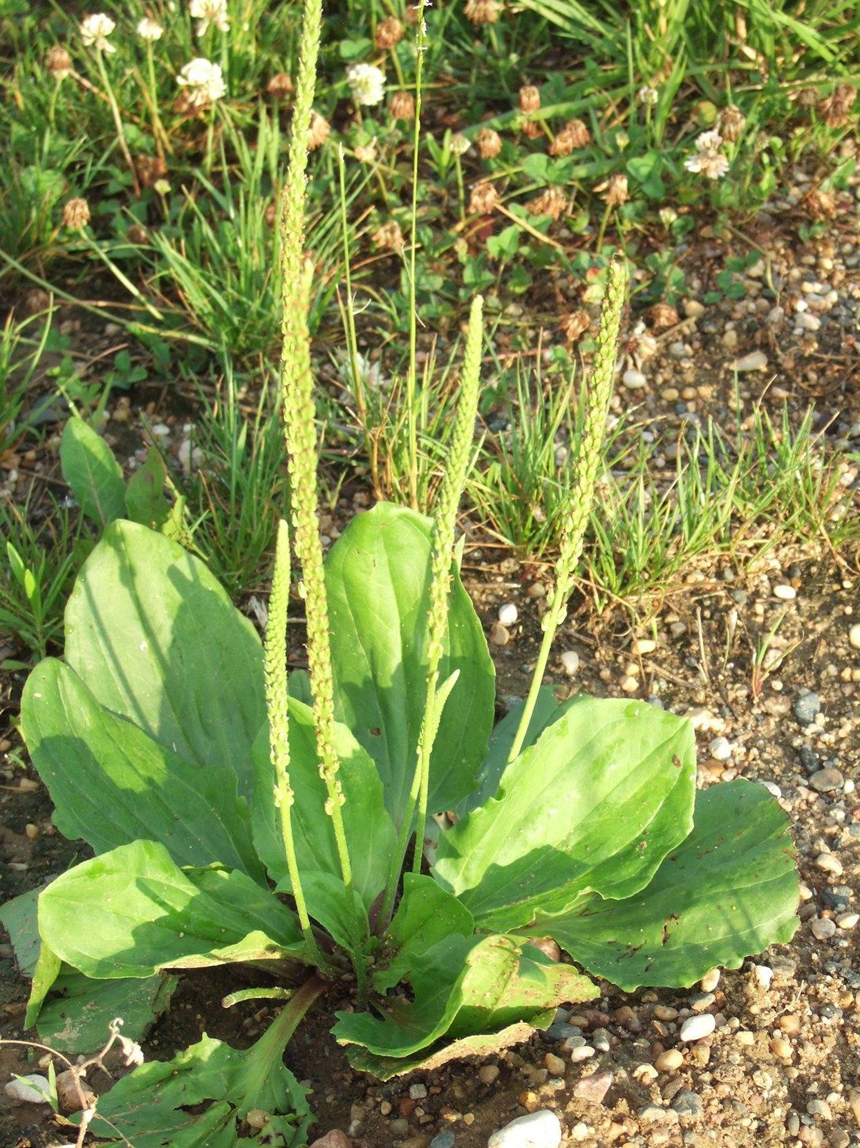 9 Reasons To Not Kill Broadleaf Plantain - A Powerful Medicinal Herb - 121
