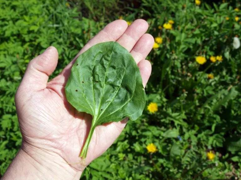 9 Reasons To Not Kill Broadleaf Plantain - A Powerful Medicinal Herb - 123