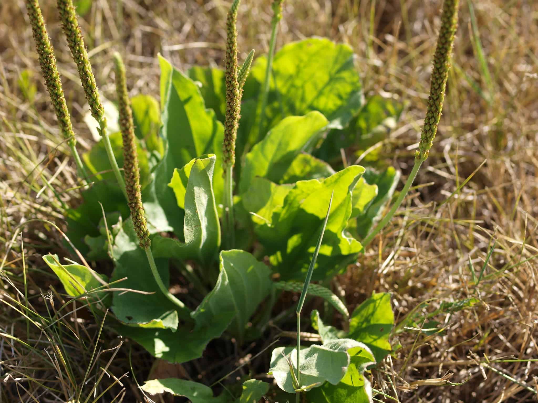 9 Reasons To Not Kill Broadleaf Plantain - A Powerful Medicinal Herb - 125