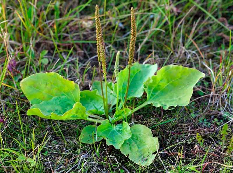 9 motivi per non uccidere la piantaggine a foglia larga - una potente erba medicinale - 127