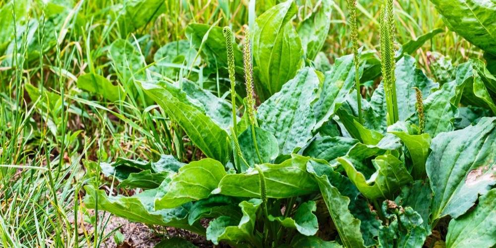 9 Reasons To Not Kill Broadleaf Plantain - A Powerful Medicinal Herb