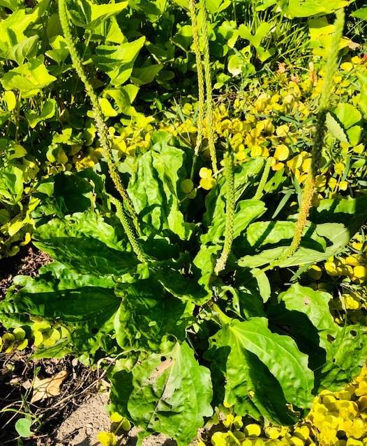 9 Reasons To Not Kill Broadleaf Plantain - A Powerful Medicinal Herb - 131