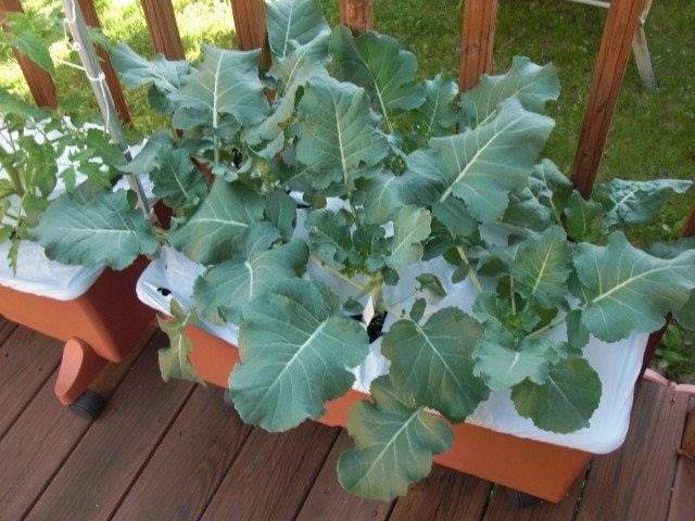 How To Grow Healthy And Delicious Broccoli In Containers - 55