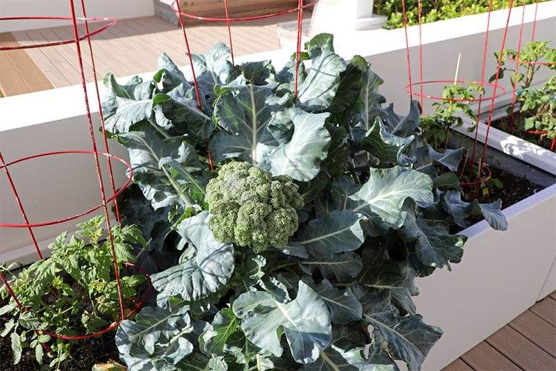 How To Grow Healthy And Delicious Broccoli In Containers - 59